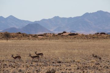 antelope in the savanna in africa