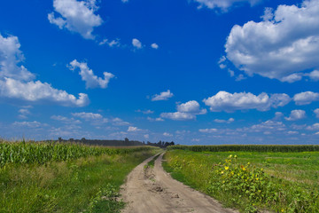Rural landscape. Road in field. Summer.