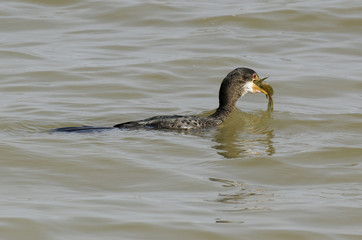 Cormoran africain, .Microcarbo africanus, Reed Cormorant