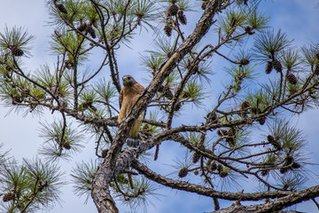 Red shouldered hawk