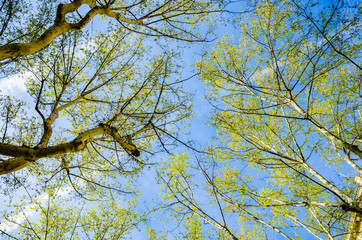 A view looking up at the canopy of trees and a blue sky beyond.