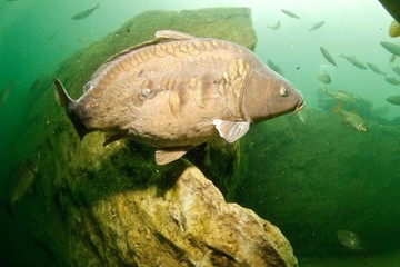 Fototapeta premium Carp