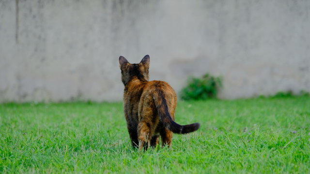 animale,