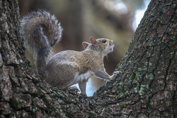 Cute squirrel