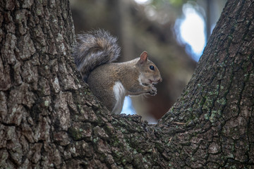 Cute squirrel