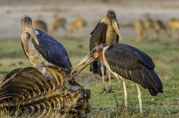 Marabou stork, being watched by other storks, is using its huge bill to feed on rotting carcass of dead wildebeest.  Chobe River National Park, Botswana, Africa.