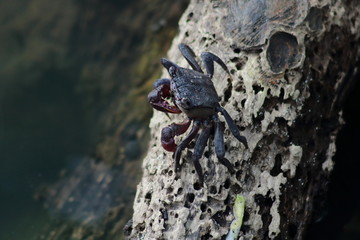 crab on the timber