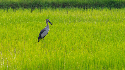 Fototapeta premium Anastomus oscitans in the rice field