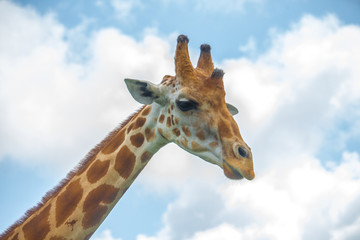Giraffe on a safari in South Florida