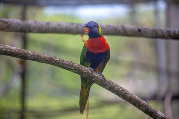 Birds on a safari in South Florida