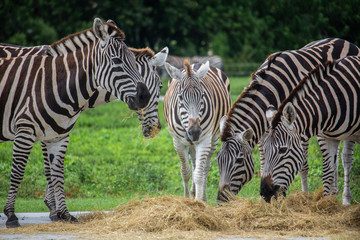 Zebras on a safari in South Florida