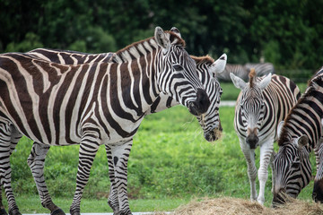 Fototapeta na wymiar Grant's Zebras on a safari in South Florida
