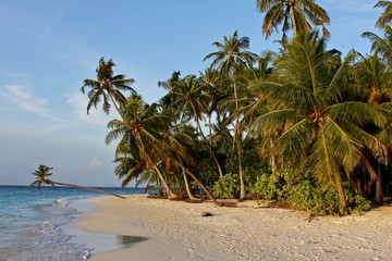 Beach of Filitheyo island - 223566809
