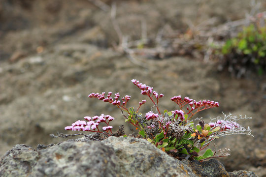 Limonium, siempreviva de costa