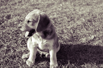 little puppy sits on the grass. Black and white photo