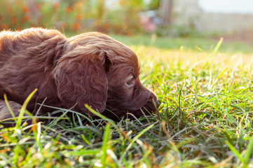 Little brown puppy hiding in grass. Brown puppy laying on grass