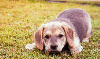 Small gray puppy playing on the grass. Puppy who loves to play