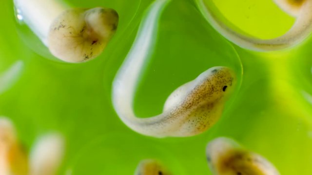 Developing tadpoles of a glass frog (Espadarana sp.) from the Cordillera del Condor in southern Ecuador. The tadpoles will drop fully formed into a stream below.