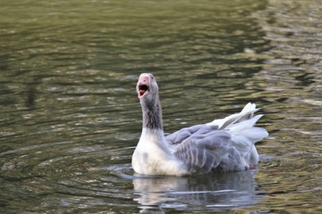 Gans Schwimmen Lahn Weilburg Gänse Fluss