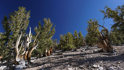 A grove of ancient Great Basin Bristlecone Pine trees on a rocky, barren slope in California’s...