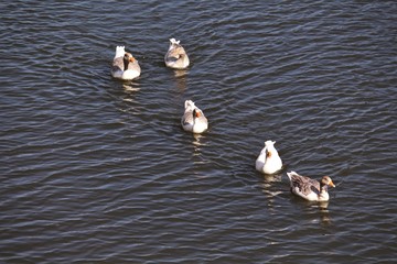 Gans Schwimmen Lahn Weilburg G&auml;nse Fluss