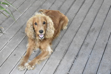 Golden spaniel smiling to the camera