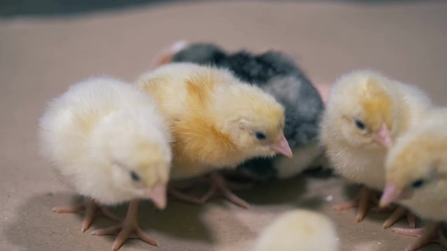 Close up of little chicks of different colour fussing and pecking