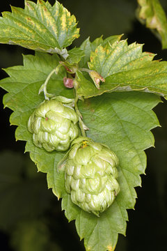 Echter Hopfen (Humulus lupulus) - common hop