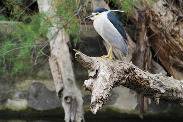 Nycticorax nycticorax, Martinete 