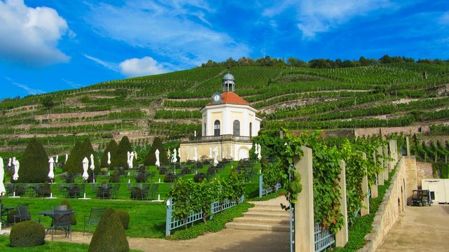 weinberg in radebeul
