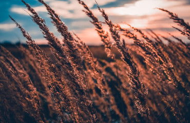 The yellow spikelets. Ears. Field of spikelets. Wheat.