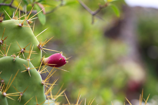 Higo Chumbo, higo pico o tuno
