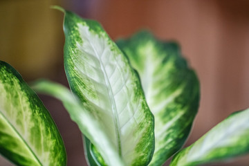 Leaf Close Up Macro Shot