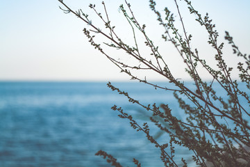  Sea. Water. A blue wave. Rest on the beach. Calm sea.