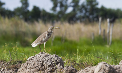 Chinese Pond Heron - Ardeola bacchus. This heron was waiting for fish.