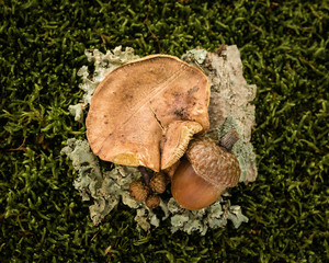 Mushroom and acorn still life