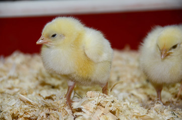 close up of yellow baby chicks in wood shavings