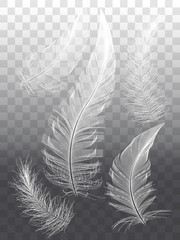 White feathers, set of vector graphic design elements