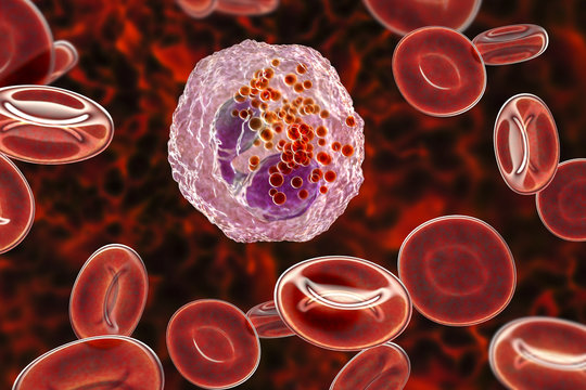 Eosinophil, a white blood cell, 3D illustration. Eosinophils are granulocytes taking part in allergy and asthma, protection against multicellular parasites