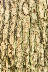 Bark with lichen