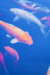 Fototapeta premium Koi Pond with Japan Colorful Carps Fishes