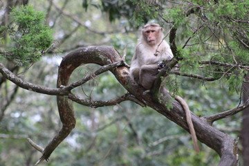 Old monkey calmly sitting on the branch