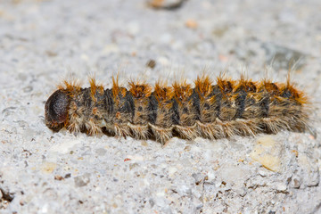 pine processionary or Thaumetopoea pityocampa