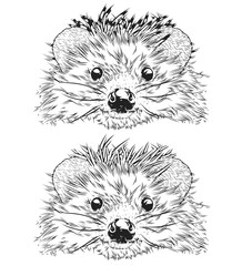 Hedgehog Head, Vector Illustration