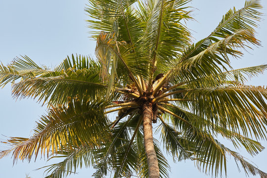 Coconut palm trees perspective view on exotical tropical island