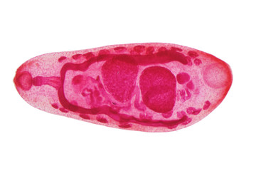 Liver fluke(Parasitic flatworm) of cattle and other grazing animals.