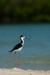 A black-necked stilt with long reddish legs poses on a sandbar at Wiggins Pass, Florida.