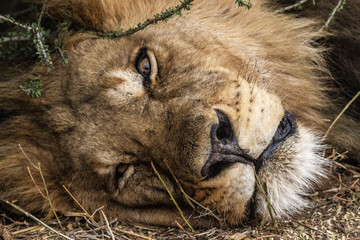 lion portrait