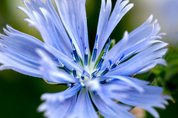 A macro of a Stoke's aster (Stokesia laevis), a native flower of Florida also known as a cornflower, with light blue-purple petals and a white center.