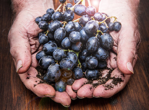 hands with cluster of black grapes, farming and winemaking concept